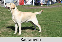 Kastaneda
