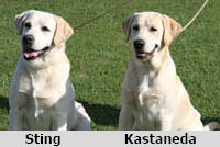 Sting-Kastaneda