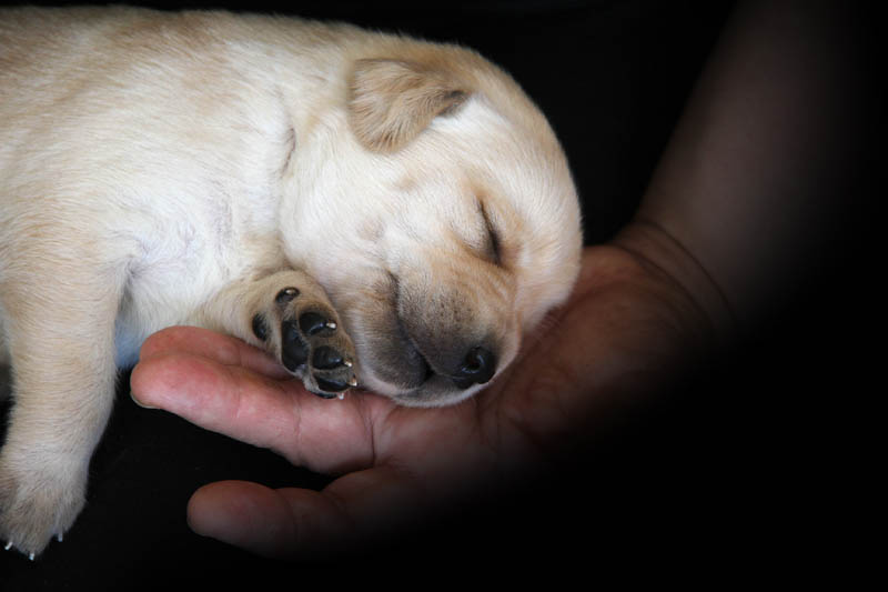 pears_puppy