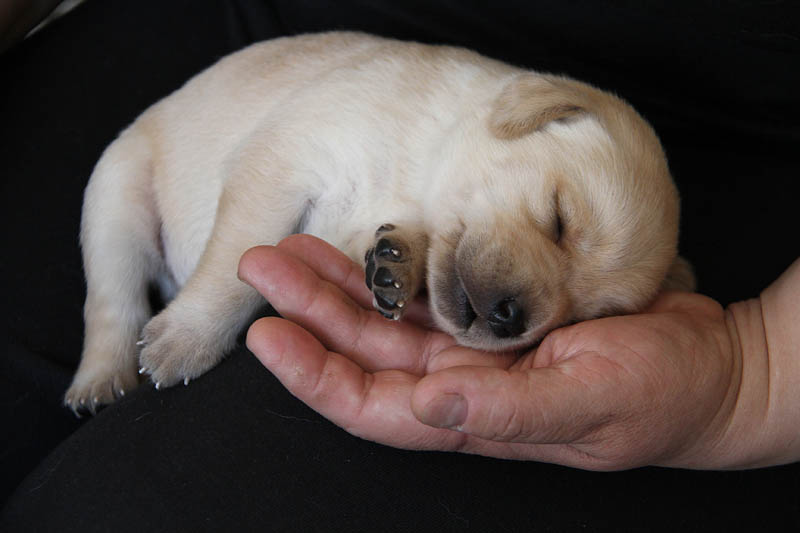 pears_puppy