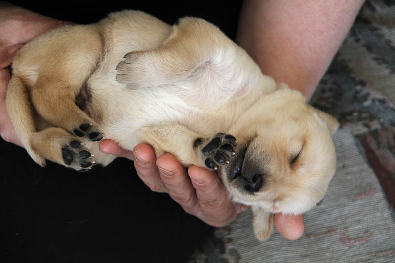 pears_puppy
