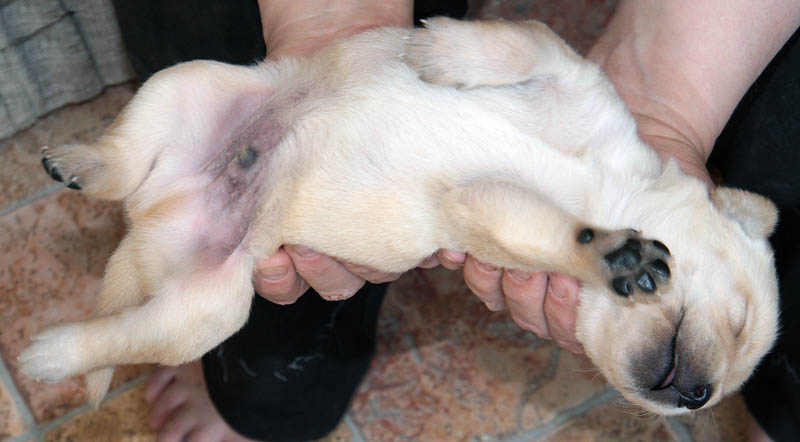 pears_puppy