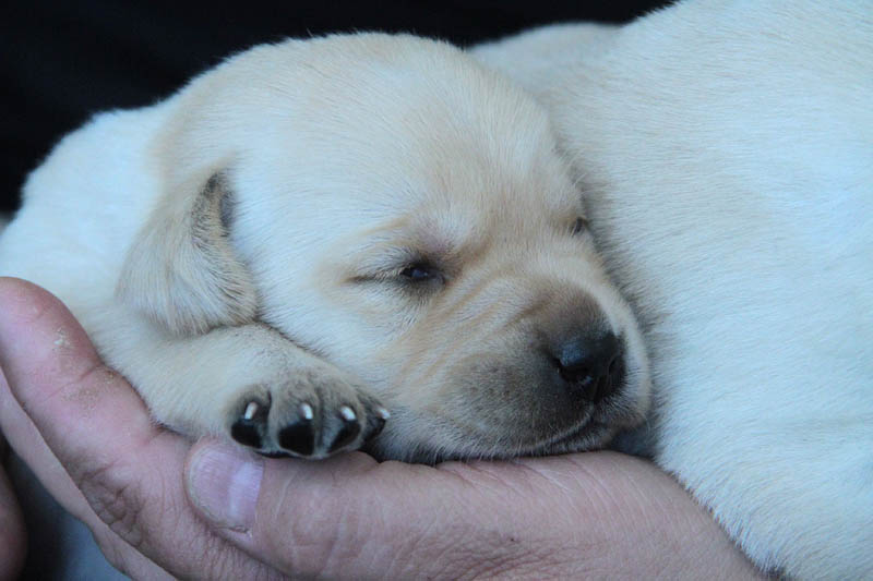 pears_puppy