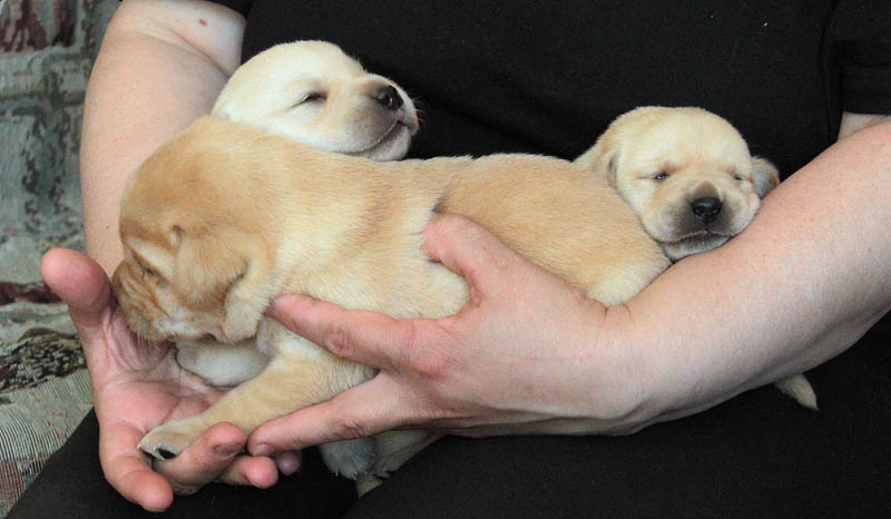 pears_puppy