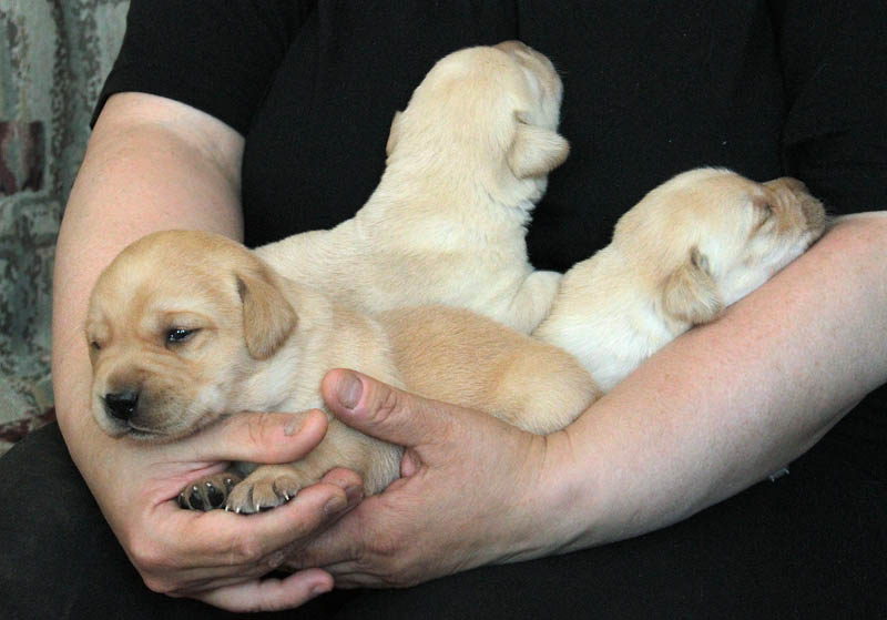 pears_puppy
