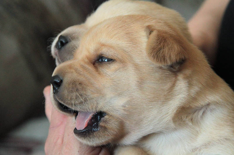 pears_puppy