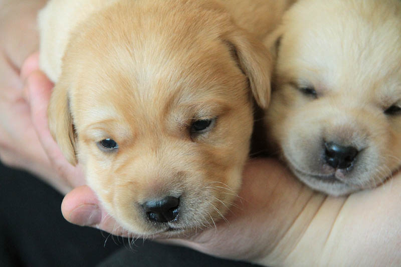 pears_puppy