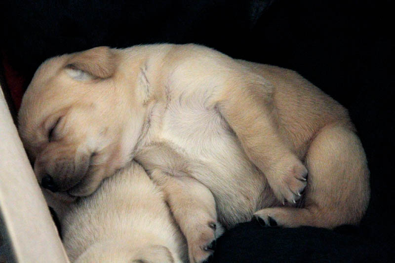 pears_puppy