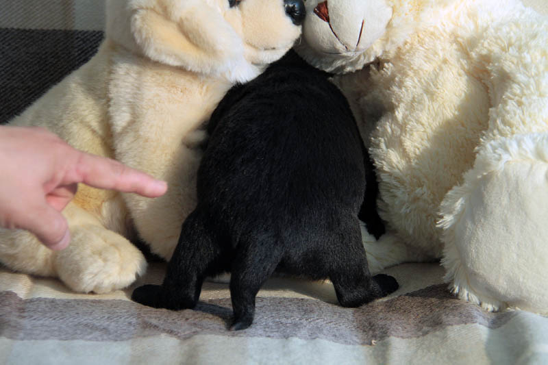pears_puppy