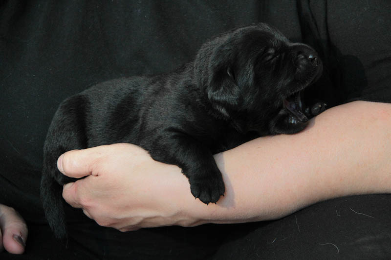 pears_puppy