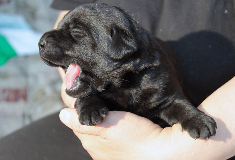 pears_puppy