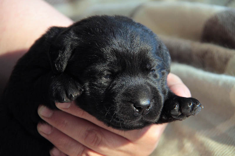 pears_puppy