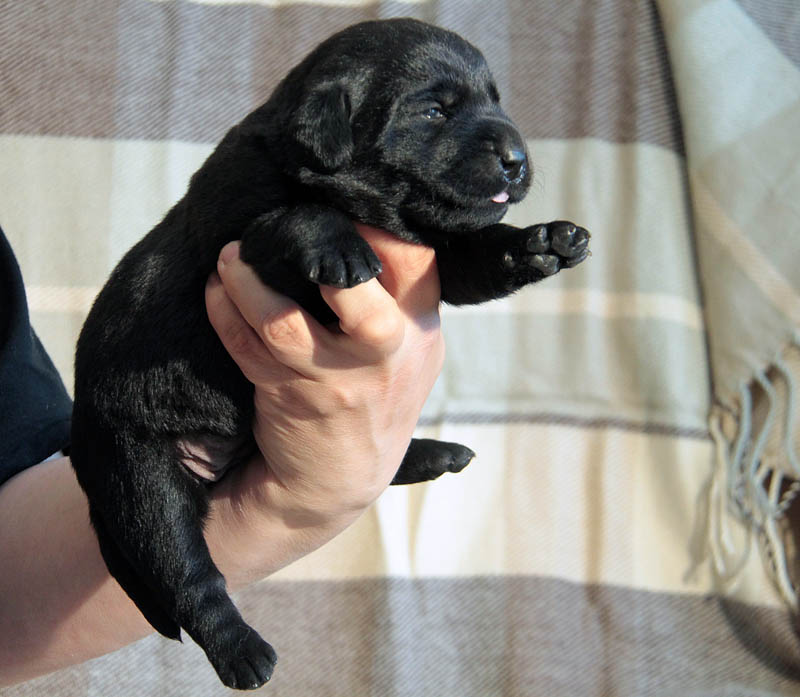 pears_puppy