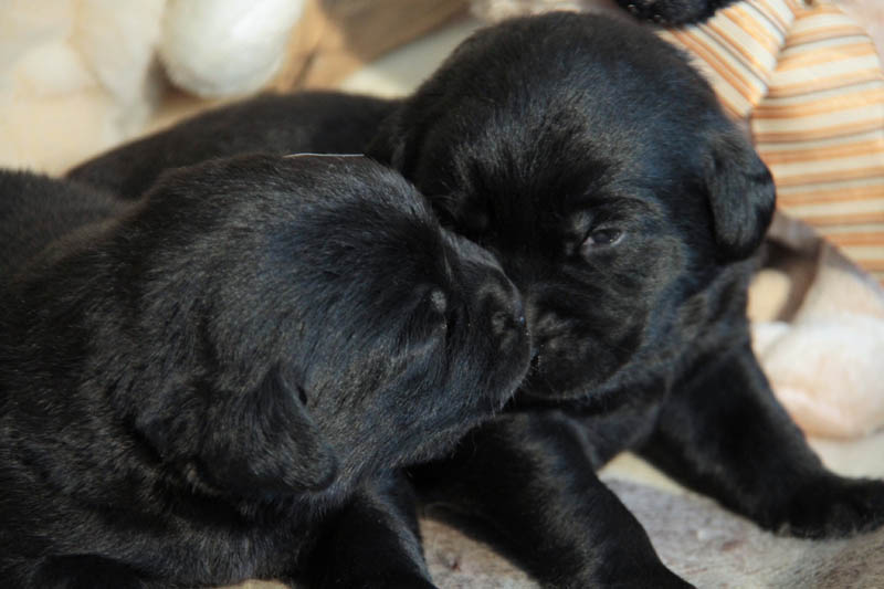 pears_puppy