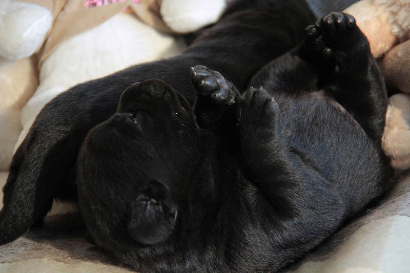 pears_puppy