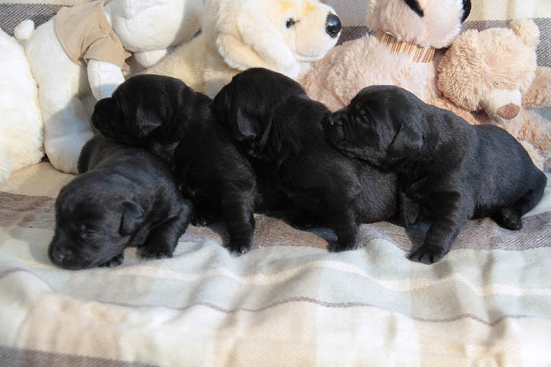 pears_puppy
