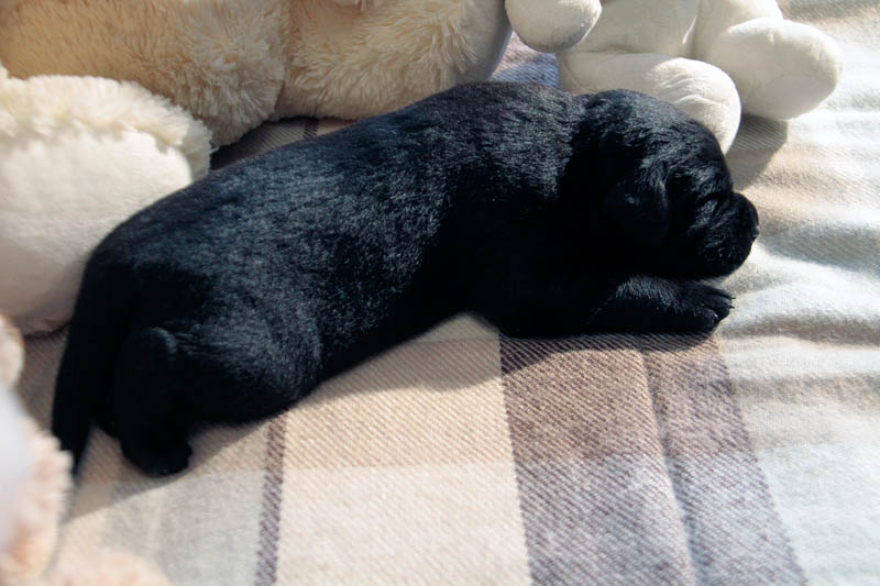 pears_puppy