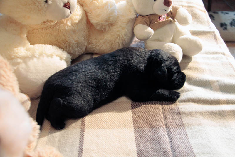 pears_puppy