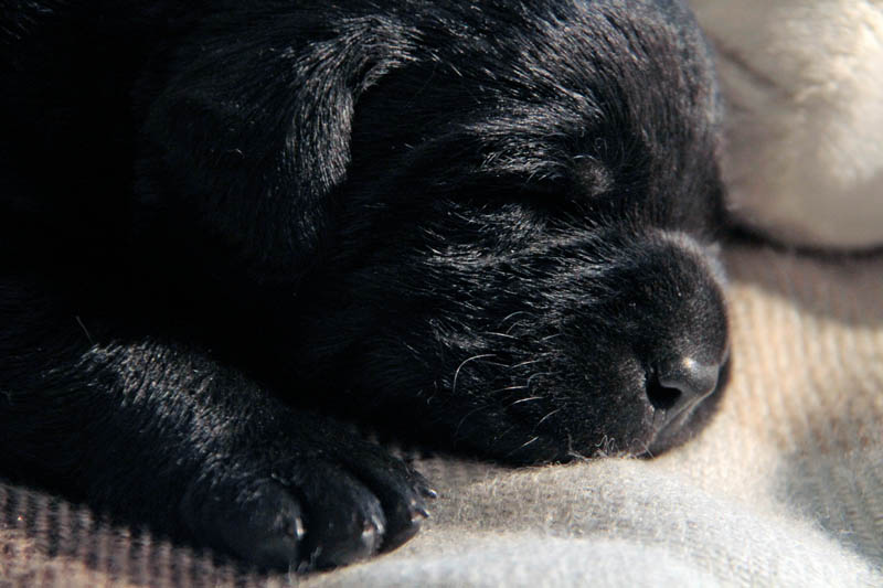 pears_puppy