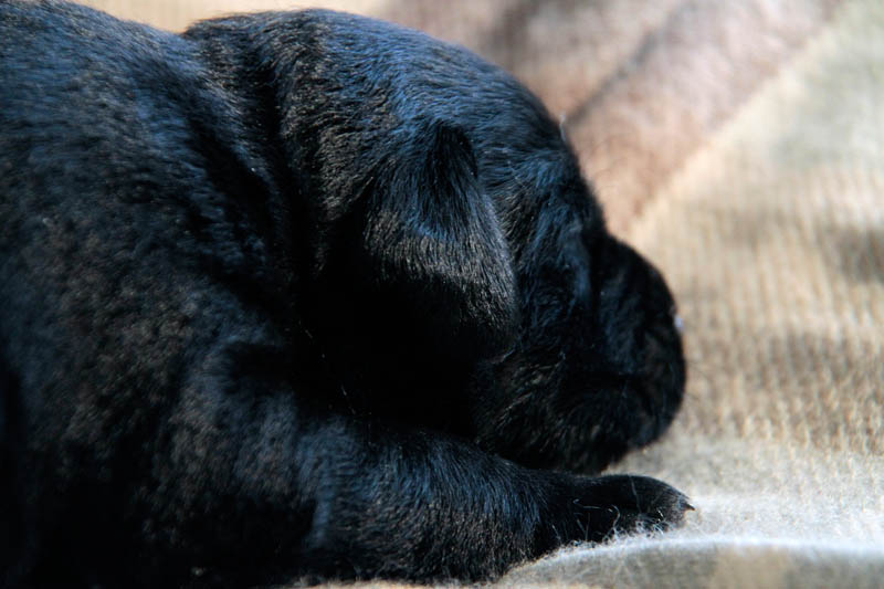 pears_puppy
