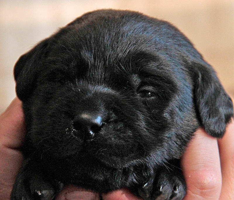 pears_puppy