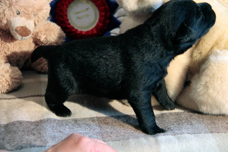 pears_puppy