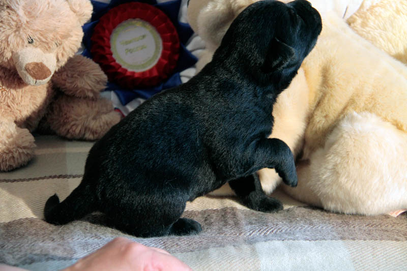 pears_puppy