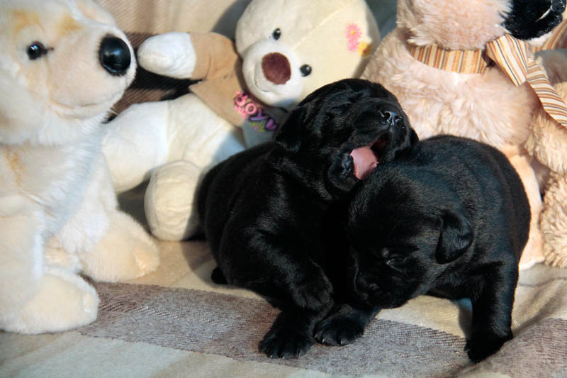 pears_puppy