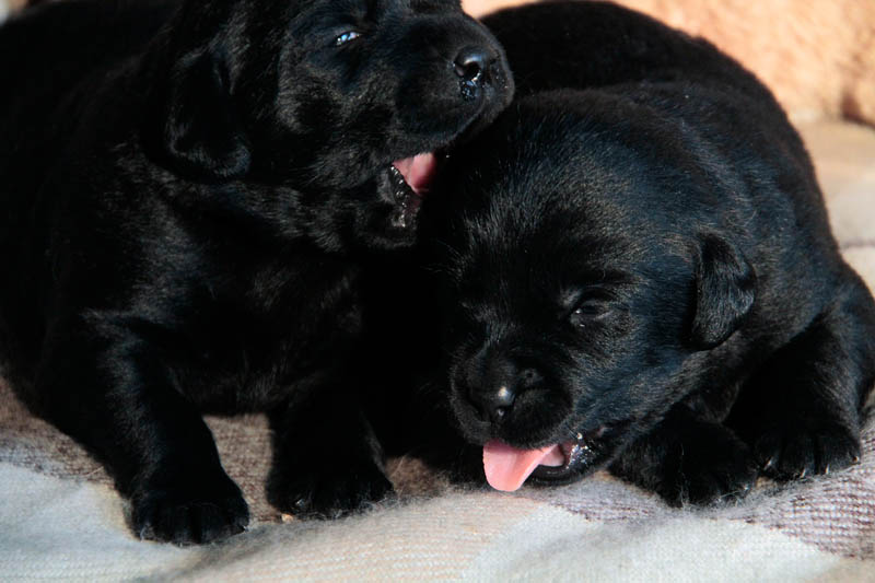pears_puppy