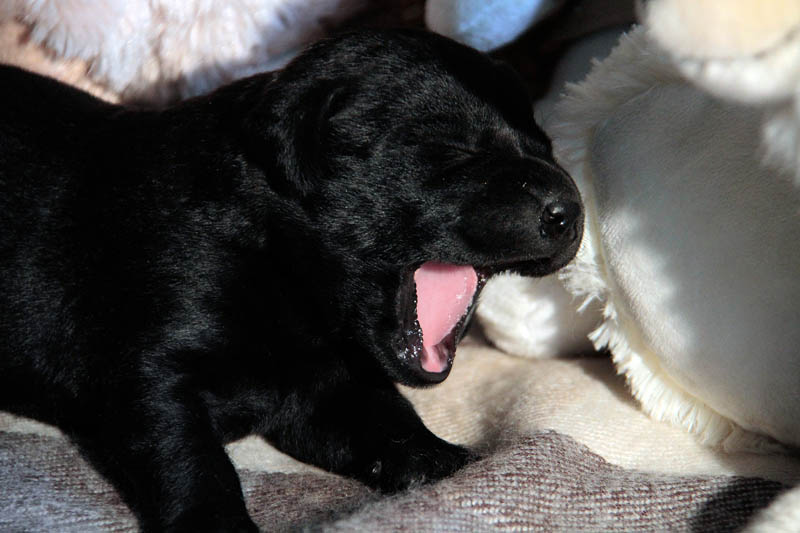 pears_puppy