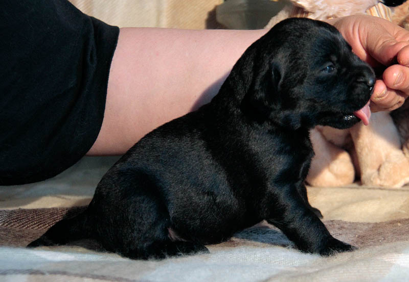 pears_puppy