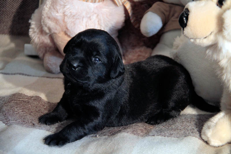 pears_puppy