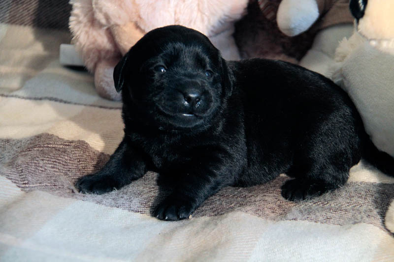 pears_puppy
