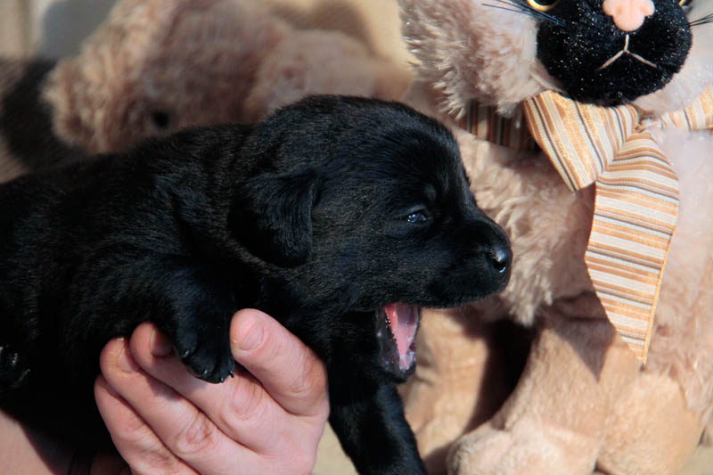 pears_puppy