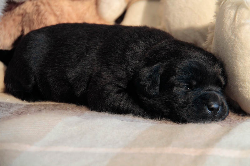 pears_puppy