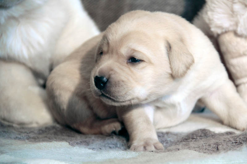 pears_puppy