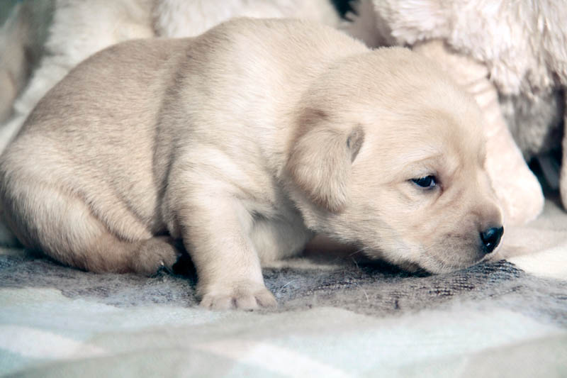 pears_puppy
