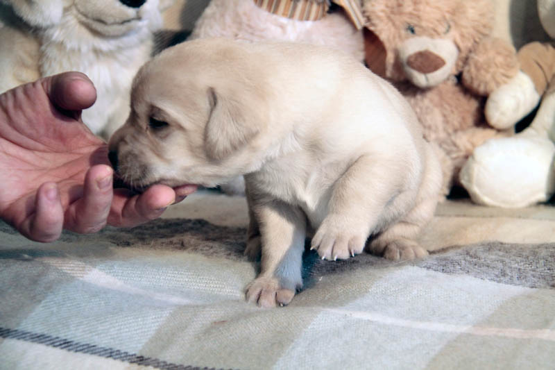 pears_puppy