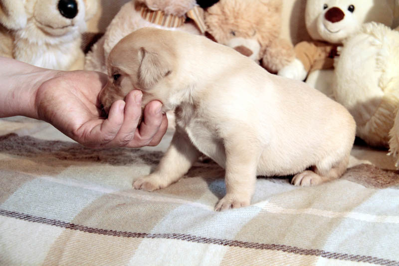 pears_puppy