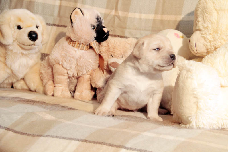 pears_puppy