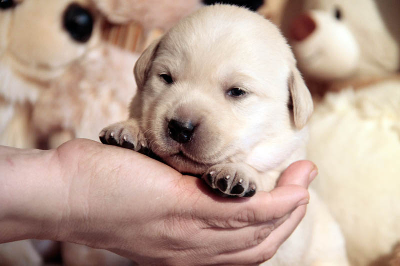 pears_puppy