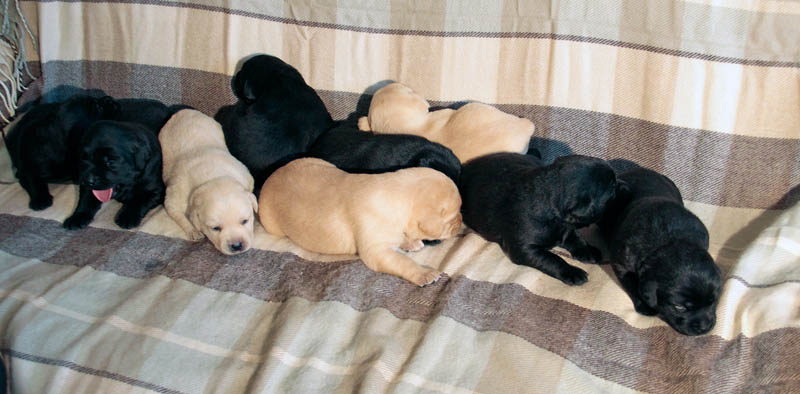 pears_puppy