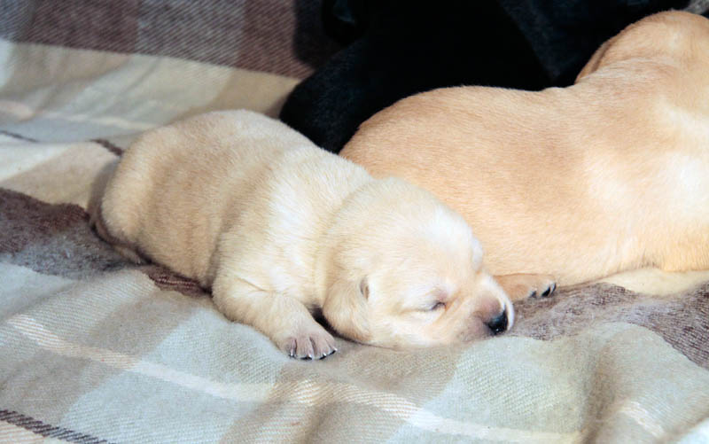 pears_puppy