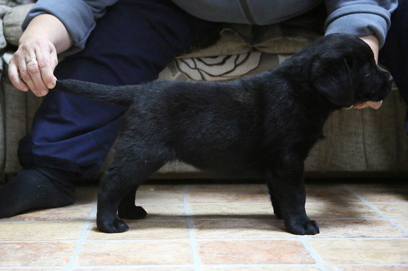 pears_puppy