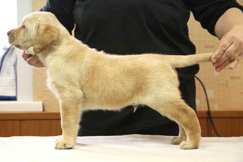pears_puppy