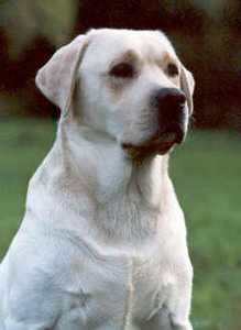 Ringo8