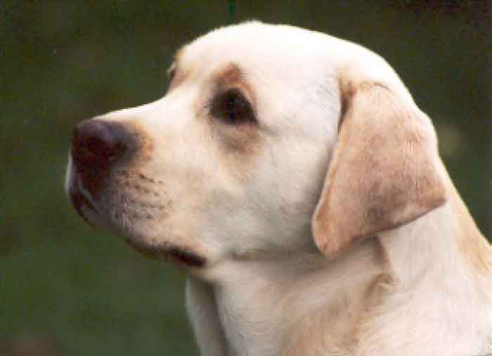 ringo