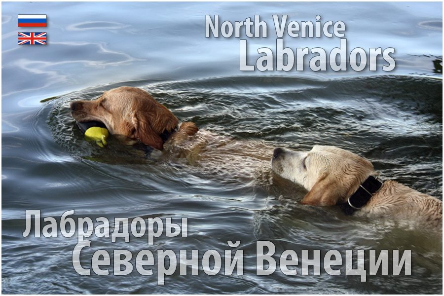 North Venice Labradors
