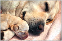 puppy