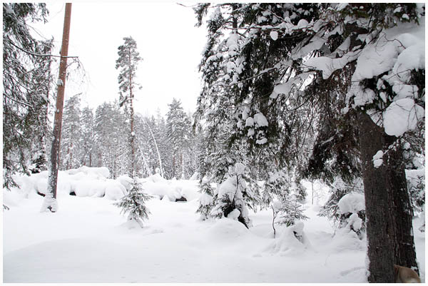 forest1